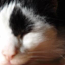 gamer. geek, I love cats, SC2