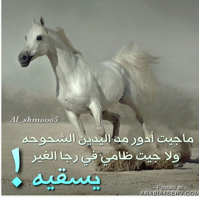 المهره اللي من وراها عسف خيّال
اتعجز فرسان العرب مسكة رسنها

معربه من جدها وعمها والخال
تفخر مماليك الحرار بثمنها

الخاص ممنوع