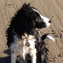 Georgina Bird - @BeanieMyDog - Twitter