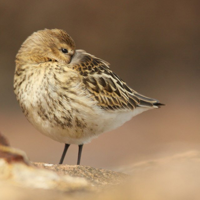 JoeWynnPhotos's profile picture. 17 y/o person who's into photographing birds. Website below for those interested. :-)