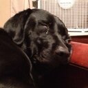 Lori Trent - @ltrent40 - Twitter