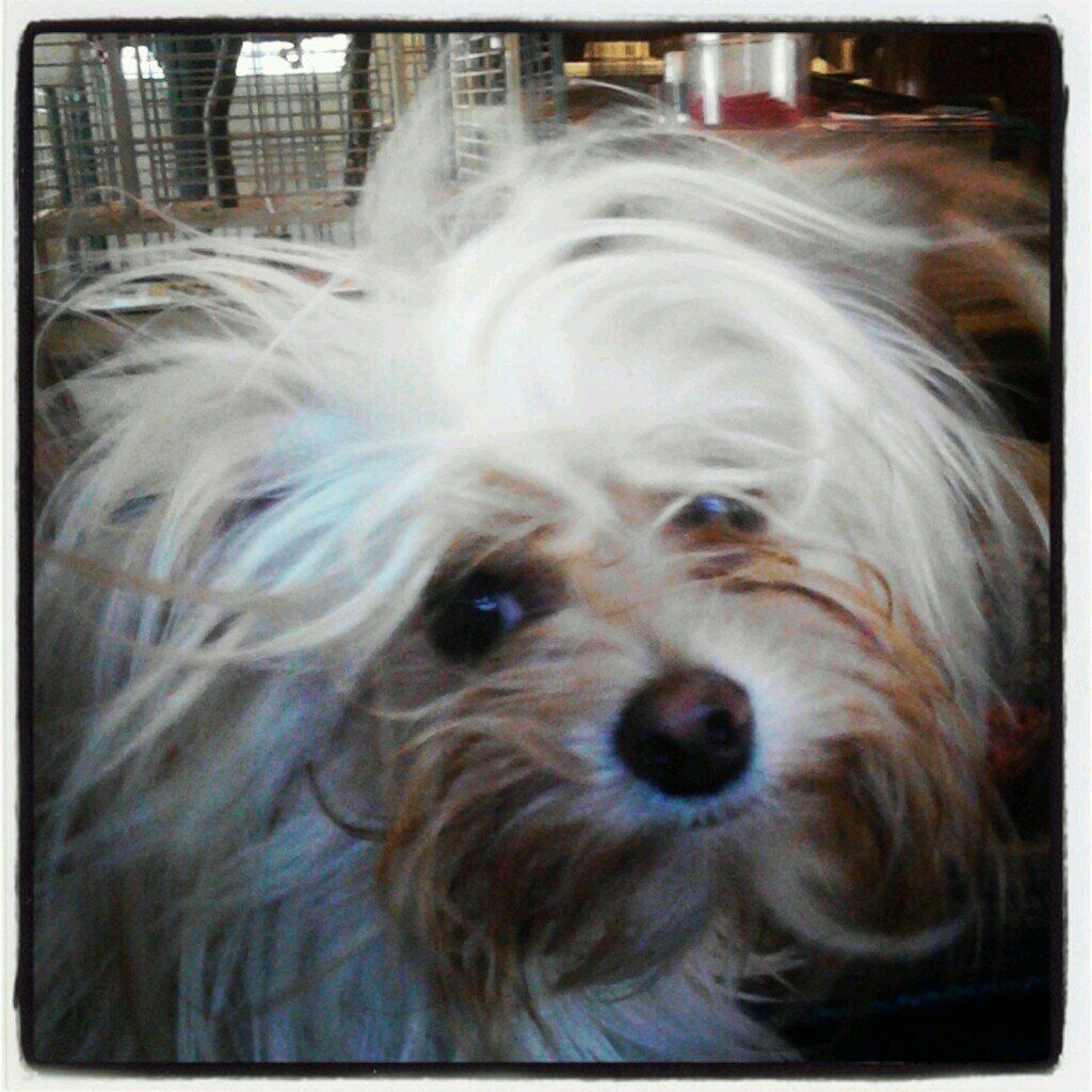 dustysgigi's profile picture. just an old hippie trying to get by in a crazy world