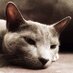 Suzuki (@suzukithecat) Twitter profile photo Suzuki (@suzukithecat) Twitter profile photo