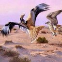 شمالي (@11shmali11) Twitter