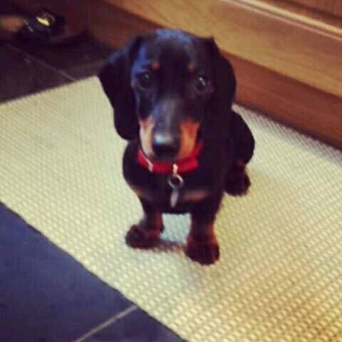 I am a daschund. My name is Bob.