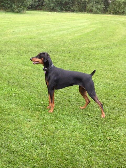 RheaPlant's profile picture. Horse & Hounds Exercise