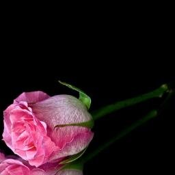 DeeevaTweets's profile picture. Phi Delta Nu Psi Sorority is a Nationally Incorporated Sorority for Big Beautiful Women age 21+.