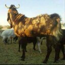 انا التيس ابو١٣مليون (@13millsheep) Twitter