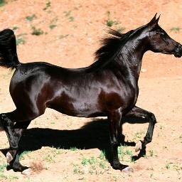 MarcarameloG's profile picture. 