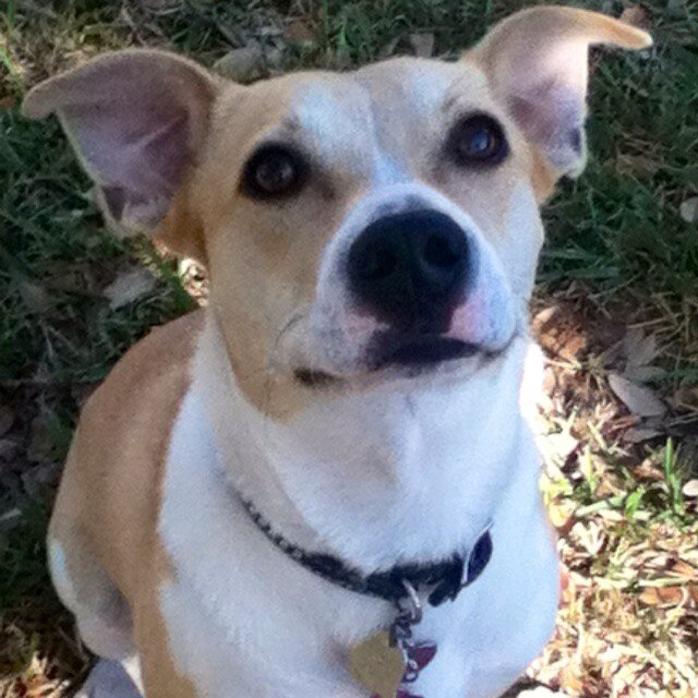 Hi guys! My name is Lucy, i'm 5 doggie years old, i hate cats and... Brb i saw a cat outside!!