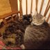 kitty (@kittypawsss) Twitter profile photo kitty (@kittypawsss) Twitter profile photo