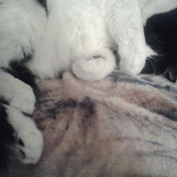 politicalkarma's profile picture. Just hanging out. Dreaming of a good night's sleep.