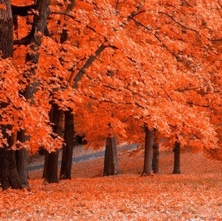 ncf_64's profile picture. 