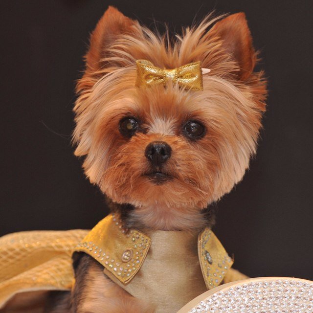 Diva Dogs UK (@DivaDogsUK) | Twitter