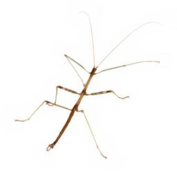 Passionate for all things pet... big, small, furry, bald and even stick insects.
