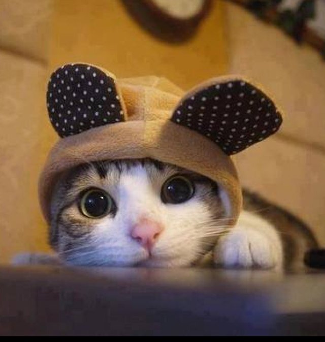 nfreesya's profile picture. 