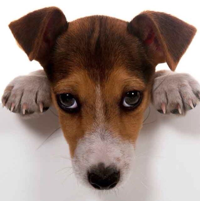 marielle_aug's profile picture. 備忘録