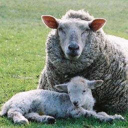 alex_finch's profile picture. Smallholder with sheep, ducks and hens plus working horse