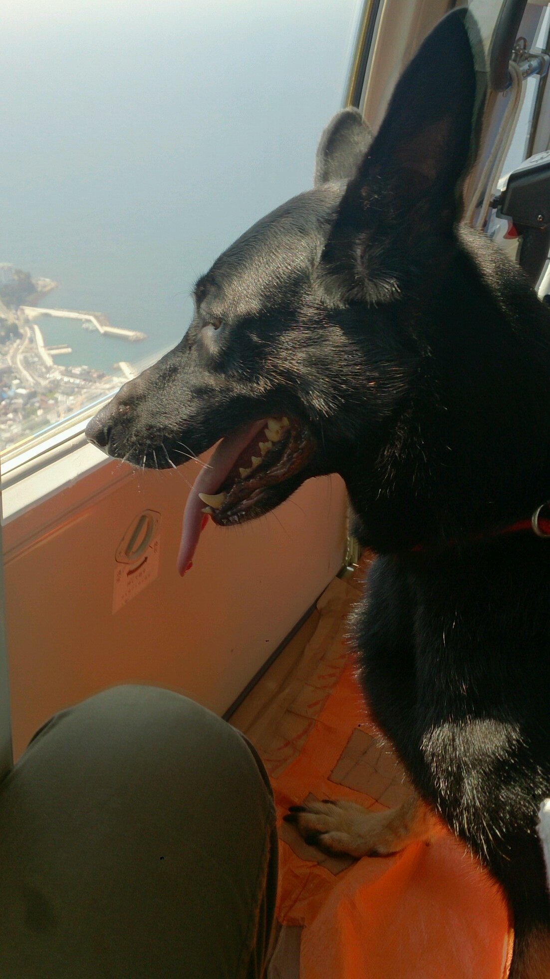 kyujoken's profile picture. 災害救助犬の育成と災害救助犬を使った災害時の行方不明者の捜索活動を主たる目的とした特定非営利活動法人です。