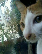 meoong...