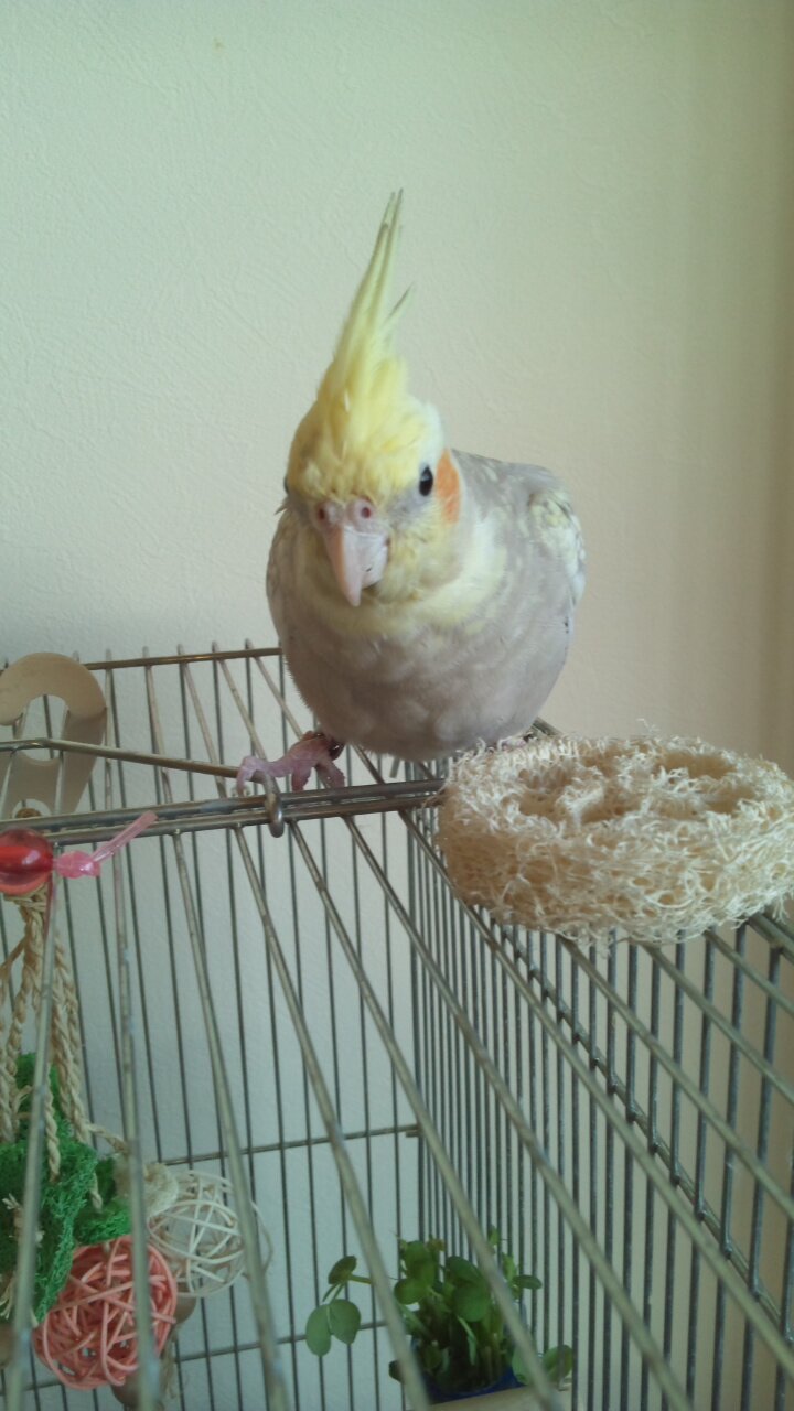 のんびりマイペースに。日々が平穏に過ぎていくことに幸福を感じています。オカメインコ飼ってます。インコはツンデレのかわいい♀です( ´∀｀)←悲しい事に7歳という短い生涯を終えました・・・悲しみがさめない中、姿がそっくりの子を見つけ、お迎えしました！見た目はそっくり中身は全く違うやんちゃ坊主♂︎oh(´＞△＜｀)..