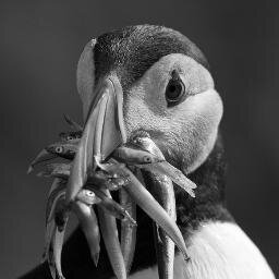 Chartered Surveyor and Construction Health & Safety Consultant, Wildlife Photographer who loves Skomer Island, the Scillies and Scotland.