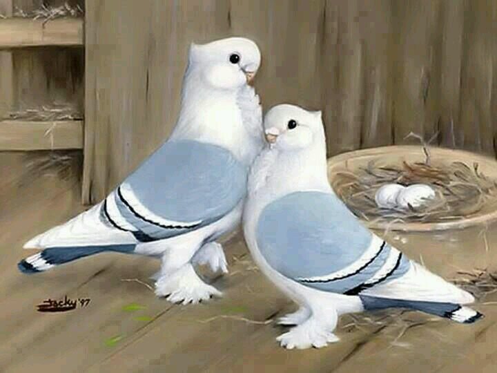‏ابو سعدي