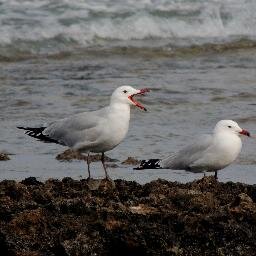 Offering guided bird watching tours around Cyprus.