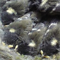 A virtual Group supporting ringing in your historic County for @__COO. Conserving species and their habitat through scientific study.