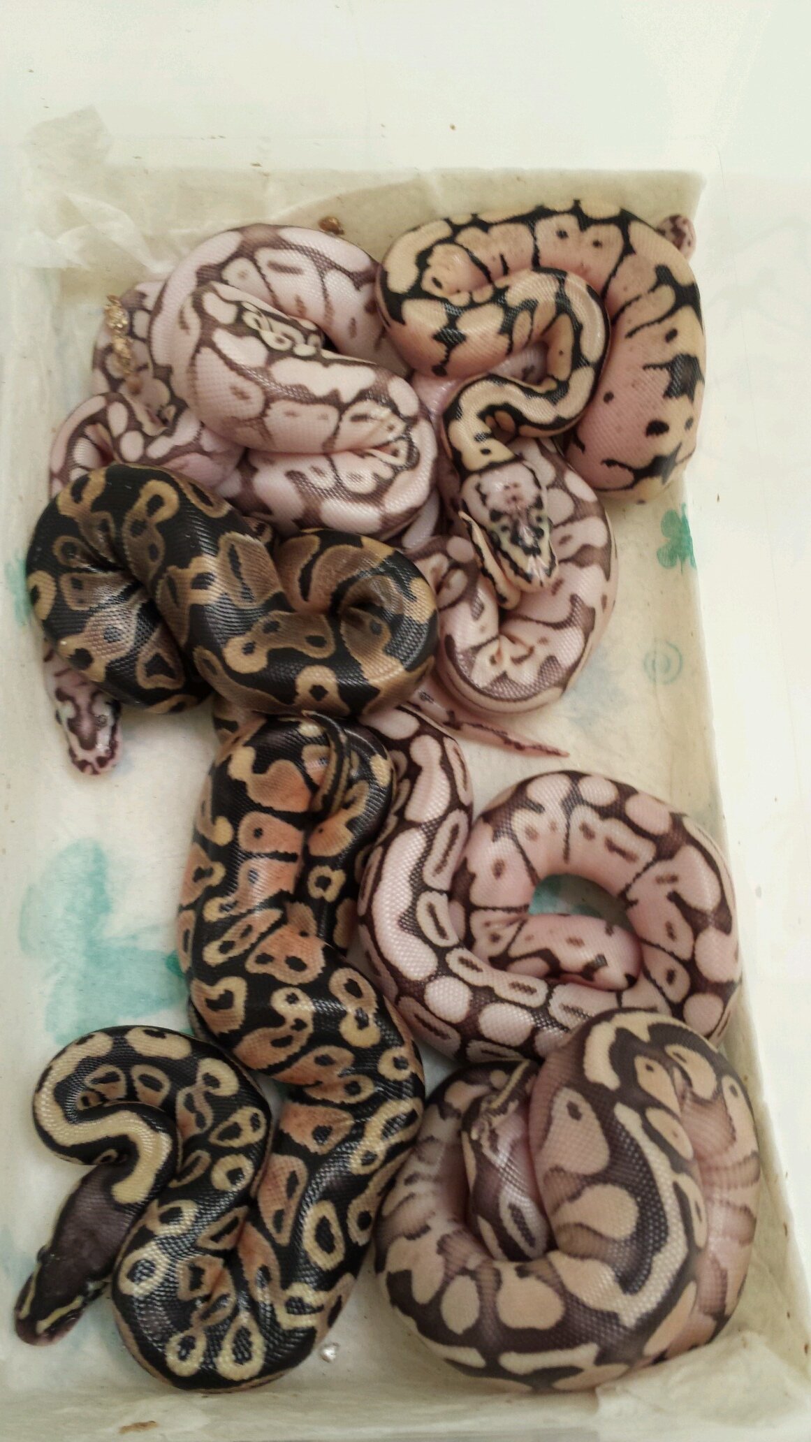 TailsReptil's profile picture. ball python breeder