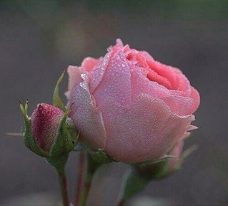 ‏أحب الحياه بروحها المرحه..أحب التجديد والعطاء..الحياه منحه..فلنعطها حقها من سمو الفكر والروح..اغدقوا حبا لانفسكم وللاخرين..لتزهو أيامكم فجرا...