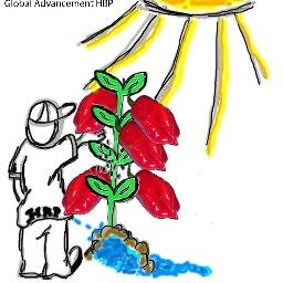 The Global Advancement HBP was founded in 2010, and has been invested in quality research for horticulturist ever since. Micropropagation hydroponics in focus.