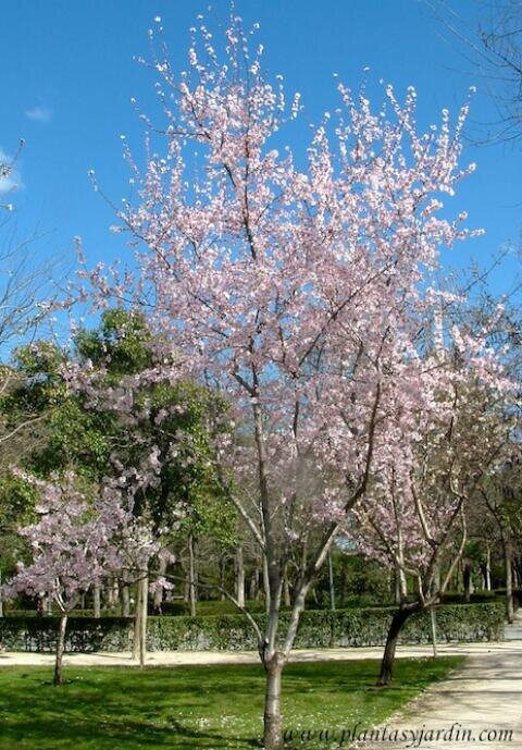 pamuad's profile picture. 