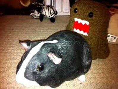 Wooden hamster that dan and phil like to take nudes of :3 follow @__DanasaurusRex In a top secret relationship with @Phandomdrier c;