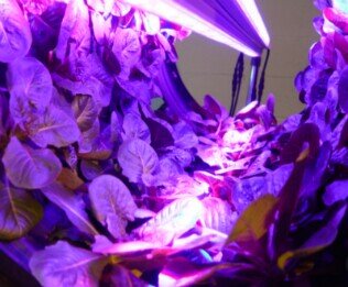 Innovative manufacturer of LED grow lights.  We work with growers of all types, big and small, and all kinds of crops, Lettuce, Basil, Tomatoes, ect.