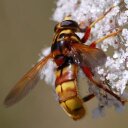 Chris Luck - @Chris_Luck_86 - Twitter