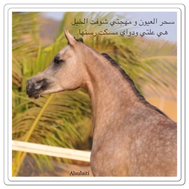 (( يكفيني فخر بأني أنتمي لخير أمة أخرجت للناس)).
Medical Student.
