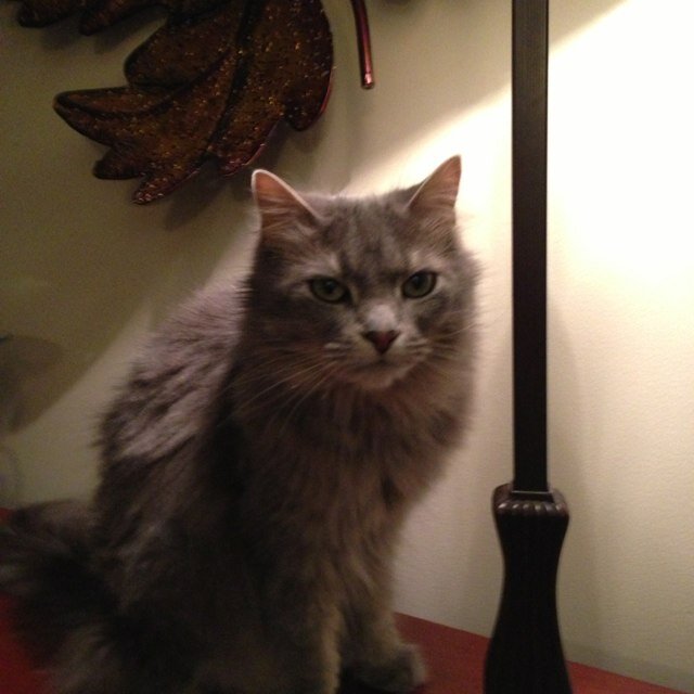 spps_spignato's profile picture. 