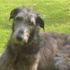 Ret'd attorney, committed 2 prog solutions 2address plight of 47%; OldHippieActivist/ Quaker/Mom of (adult)Aspie son. Pic: belovd Gracie, Scot. Deerhound, RIP.