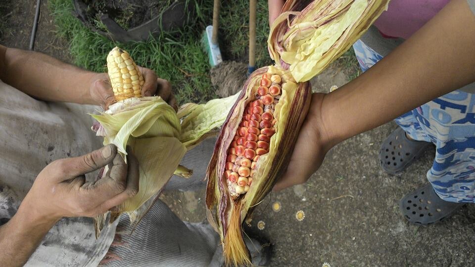 ViveOrganico's profile picture. 