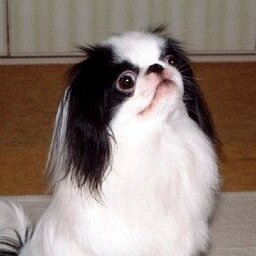 SatoAyataro's profile picture. 美しい國　日本