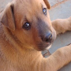 Eu amo cachorro