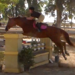 Jumpers with my Trakehner. Lover of Motocross!! 

Zone 10