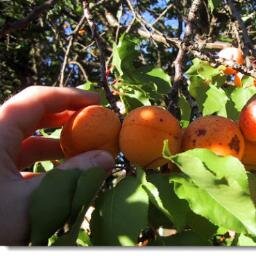 We are a local volunteer fruit harvesting organization in the Avenues, SLC. Placing neighborhood fresh fruit on everyone's table!