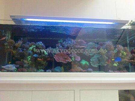 akvodecor_2's profile picture. Akvodecor adalah sebuah unit usaha yang bergerak dalam bidang jasa dekorasi aquascape, aquarium air laut dan ikan koi http://t.co/c9K5FbGrry