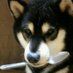 teruteru (@mkwteru) Twitter profile photo teruteru (@mkwteru) Twitter profile photo