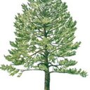 Nick Kovach - @RedPineSvcs - Twitter