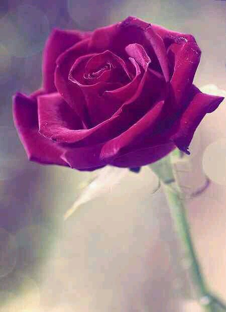 wessam1965's profile picture. الحمد لله