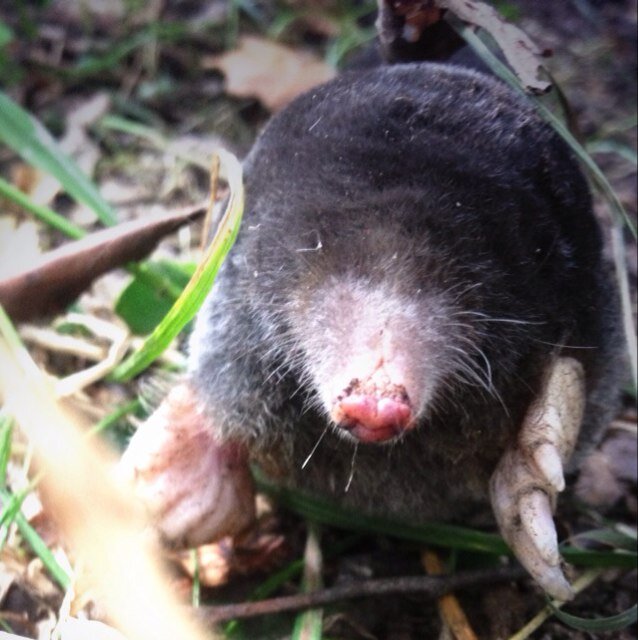 I'm not a troll, i just look like one so i hide behind this mole.