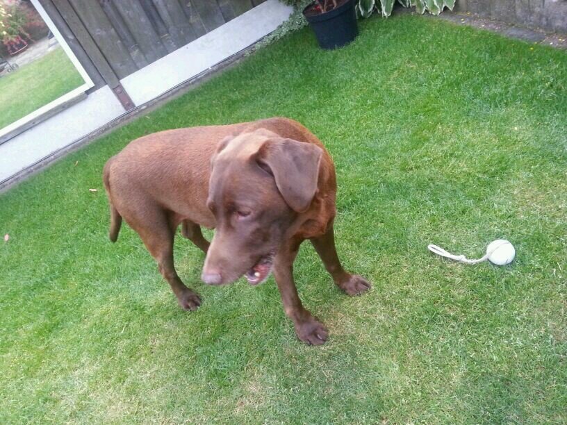 pontenagel's profile picture. 